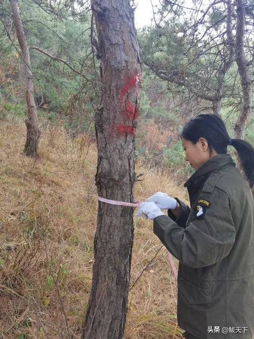 鲅鱼圈区实施森林资源动态监测系统工程